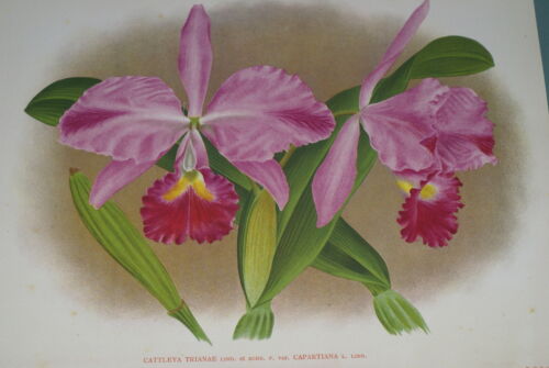 Lindenia Limited Edition Print: Cattleya Trianae Var Capartiana (Fushia) Orchid Collector Art (B3)