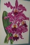 Lindenia Limited Edition Print: Cattleya Granulosa Lindl Var Souvenir De Raymond Storms Wavr (Yellow and Fushia) Orchid Collector Art (B5)