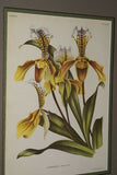 Lindenia Limited Edition Print: Paphiopedilum Cypripedium Insigne Wall Var Nobilius L Lind, Lady Slipper (White, Yellow and Sienna) Orchid Collector Art (B5)