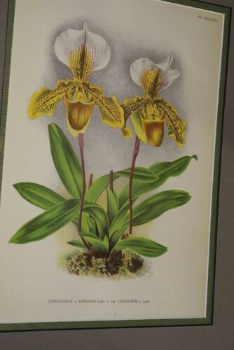 Lindenia Limited Edition Print: Paphiopedilum, Cypripedium x Leeanum Var Olivaceum, Lady Slipper (Yellow and White) Orchid Collector Art (B5)