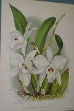 Lindenia Limited Edition Print: Cattleya Eldorado Var Treyeranae (White and Yellow) Orchid Collector Art (B3)