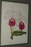 Lindenia  Limited Edition Print: Cattleya Schilleriana Rchb F Var Superba Hort (Magenta) Orchid Collector Art (B5)