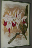 Lindenia Limited Edition Print: Laelia Pumila Rchb F Var Amabilis L Lind (White) Orchid Collector Art (B4)