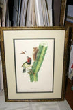 Professionally Double Matted & Framed in Hand-painted Frame 24”x 19” VERY RARE Authentic Limited Edition 1960 Descourtilz Folio of Tropical Black-Spotted Barbet or Cabezon a Plastron Noir Bird Plate 11 from Brazil (DES15)