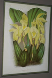 Lindenia Limited Edition Print: Cymbidium Grandiflorum Var Punctatum (Yellow) Orchid Collector Art (B3)