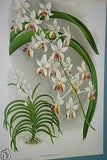 Lindenia Limited Edition Print: Vanda Tricolor Var Tenebrosa (Magenta, White and Yellow) Orchid Collector Art (B5)