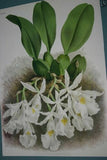 Lindenia Limited Edition Print: Trichocentrum Albo Purpureum Var Striatum (White, Magenta and Sienna)  Orchid Collector Art (B1)