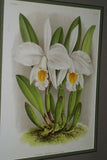 Lindenia Limited Edition Print: Laelia x Oweniae L. Lind (Magenta) Orchid Collector Art (B3)