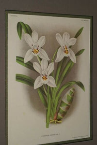 Lindenia Limited Edition Print: Cymbidium Parishi (White) Orchid Collector Art (B5)