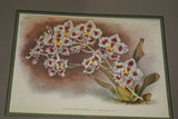 Lindenia Limited Edition Print: Odontoglossum Crispum Var Mooreanum (White) Orchid Collector Art (B4)