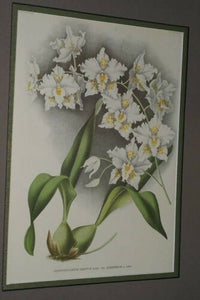 Lindenia Limited Edition: Odontoglossum Crispum Lindl Var Auriferum (White and Yellow) Orchid Collectible Art (B5)