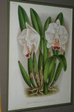 Lindenia Limited Edition Print: Cattleya Maxima Var Malouana (Pink) Orchid Collector Art (B2)