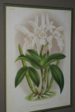Lindenia Limited Edition Print: Laelia Lindleyana (White with Pink Tip) Orchid Collector Art (B5)
