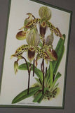 Lindenia, Limited Edition Print: Paphiopedilum, Cypripedium x Leeanum Var Alexandrae, Slipper Orchid (Yellow, White and Sienna)  Collector Art (B5)