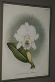 Lindenia Limited Edition Print: Cattleya Trianae Lind Var Rimestadiana L. Lind (White with Magenta Center) Orchid Collector Art (B5)