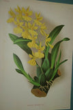 Lindenia Limited Edition Print: Catasetum Imschootianum (Yellow) Orchid Collector Art (B3)