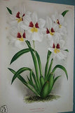 Lindenia Limited Edition Print: Miltonia Phalaenopsis Nicholson (White and Magenta) Orchid Collector Art (B3)