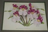 Lindenia Limited Edition: Miltonia x Bleuana Print (White) Orchid Art Collectible Designer (B2)
