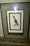 OVER 160 YEARS OLD ORIGINAL ANTIQUE H.C. HAND COLORED WOOD ENGRAVING FROM 1860 MORRIS BIRDS RINGED GUILLEMOT PENGUIN MATTED PROFESSIONALLY WITH 4 HIGH QUALITY ACID FREE MATS & CUSTOM FRAMED IN HANDPAINTED SIGNED FRAME