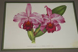 Lindenia Limited Edition: Cattleya Warocqueana Var Amethystina Splendor (Pink) Orchid, Collector Wall art (B2)