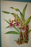 Lindenia Limited Edition, Collectible Print: Zygopetalum Rostratum Orchid (Bicolor: White and Burgundy) Decor (B1)