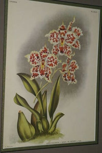 Lindenia Limited Edition Print: Odontoglossum x Soleil De Muysen L. Lind (White, Sienna and Yellow) Orchid Collector Art (B5)