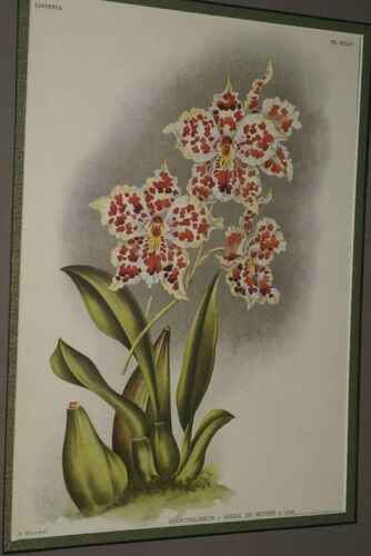 Lindenia Limited Edition Print: Odontoglossum x Soleil De Muysen L. Lind (White, Sienna and Yellow) Orchid Collector Art (B5)