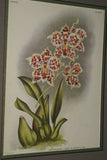 Lindenia Limited Edition Print: Odontoglossum x Soleil De Muysen L. Lind (White, Sienna and Yellow) Orchid Collector Art (B5)