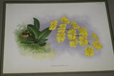 Lindenia Limited Edition Print: Oncidium Phalaenopsis (White and Magenta) Orchid Collector Art (B1)