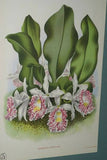 Lindenia Limited Edition Print: Trichopilia Suavis (White with Speckled Magenta) Orchid Collector Art (B3)