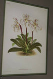 Lindenia Limited Edition Print: Paphiopedilum Cypripedium Mastersianum, Lady Slipper (Sienna) Orchid Collector Art (B2)