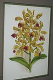 Lindenia Limited Edition Print: Acineta Humboldti Lind Orchid (Yellow and Red) Collectible Art (B5)