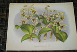 Lindenia Limited Edition Print: Dendrobium Paxtoni (Yellow and Purple) Orchid Collectible Art (B2)