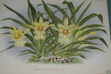 Lindenia Linden Limited Edition, Botanical Print: Colax Jugosus Lindl (White and Purple) Orchid Collector Art (B3)