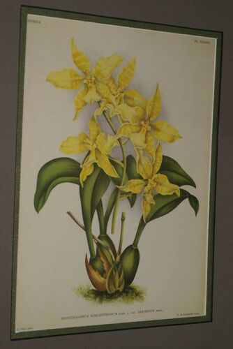 Lindenia Limited Edition Print: Odontoglossum Schlieperianum Rchb F Var Xanthinum Hort (Yellow) Orchid Collector Art (B5)