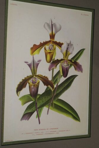 Lindenia Limited Edition Print: Paphiopedilum, Cypripedium Hybrids Claudi Lathamianum & Weathersianum, Lady Slipper Orchid Collector Art (B3)
