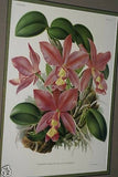 Lindenia Limited Edition Print: Cattleya Mendeli (White with Fushia and Yellow Center) Orchid Club Collector Art (B1)