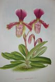 2 Lindenia Limited Edition Prints: Paphiopedilum, Cypripedium Exul O Brien Var Imschootianum and Insigne Wallich Var Montanum, Lady Slipper Orchid (Yellow and White Speckled with Sienna) Collector Art (B3)