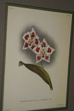 Lindenia Limited Edition Print: Odontoglossum Crispum Var Mooreanum (White) Orchid Collector Art (B4)