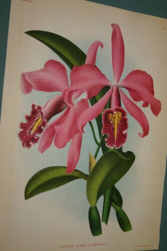 Lindenia Limited Edition Print: Cattleya Maxima Var Malouana (Pink) Orchid Collector Art (B2)