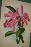 Lindenia Limited Edition Print: Cattleya Maxima Var Malouana (Pink) Orchid Collector Art (B2)