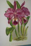 Lindenia Limited Edition Print: Laelia Pumila Rchb F Var Amabilis L Lind (White) Orchid Collector Art (B4)