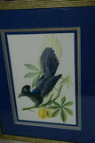 Professionally 4x Mats in Hand painted Frame 22" X 17 ½”  VERY RARE Authentic Limited Edition 1960 Descourtilz Folio Tropical Curly Blue Jay or Pie Acahe Bird Plate 39 Brazil (DES16)