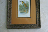 FROM CASSELL BOOK OF BIRDS FROM 1869 ANTIQUE ORIGINAL H.C  LITHOGRAPH "EUROPEAN BEE EATER OR MEROPS APLASTER” 19TH CENTURY PRINT PROFESSIONALLY TRIPLE-MATTED AND FRAMED PURPOSELY IN ANTIQUE FRAME COLLECTOR DECOR