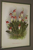 Lindenia Limited Edition Print: Masdevallia Spectrum (Magenta) Orchid Collector Art (B1)