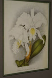 Lindenia Limited Edition Print: Cattleya Alexandrae L. Lind & Rolfe Var Tenebrosa Rolfe (Pink and Sienna)  Orchid Collectible Art (B3)