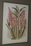 Lindenia  Limited Edition Print: Dendrobium Stratiotes AOS (White and Magenta) Orchid Collector Art (B1)