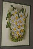 Lindenia  Limited Edition Print: Dendrobium Purpureum Candidulum (White) Orchid Collector Art (B1)