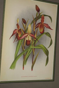 Lindenia Limited Edition Print: Selenipedium x Calurum Nicholson (Magenta) Orchid Collector Art (B2)