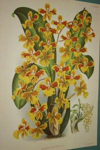 Lindenia Limited Edition Print: Oncidium Sarcodes (Yellow and Orange) Collectible Art (B2)